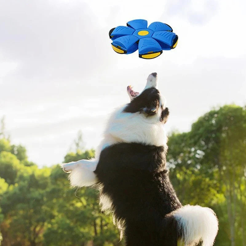 Pet Bouncy Ball